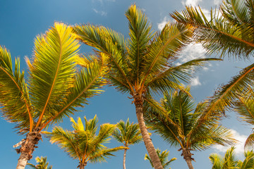palm trees against blue sky during sunny day