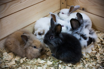 Lots of cute little rabbits
