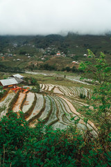 aerial view of rice fields