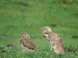 Morning mood owl, grumpy and stretchy