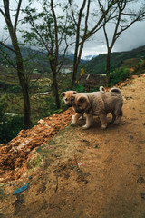 puppies in Vietnam 