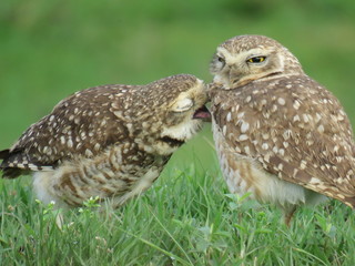 Owl showing affection with other owl