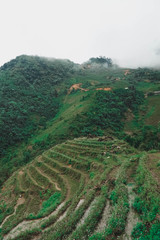 rice terraces in Vietnam 