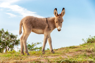 small donkey looking at camera outdoors blue sky