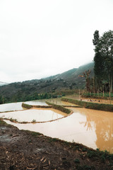 Rice farm in the mountains 