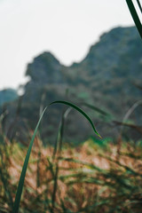 grass in the mountains