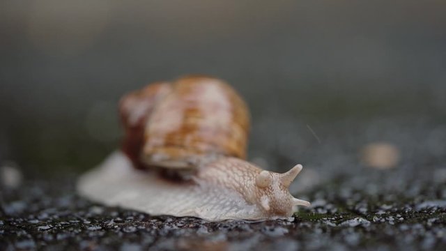summer rainy day snail in search of food. Snail is crossing the street