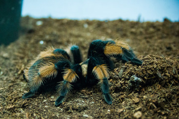 Big spider
