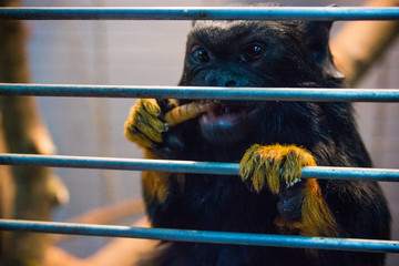 Monkey eating an insect
