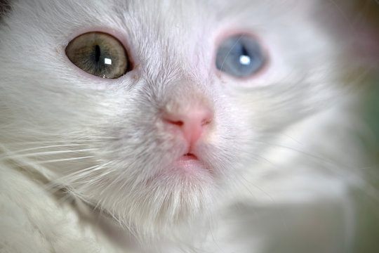 kitten Turkish angora with heterochromia close up