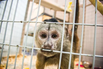 Fotobehang Aap Small monkey in a cage   © Greenart