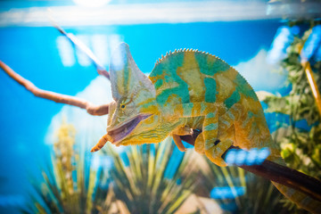 Chameleon eat
