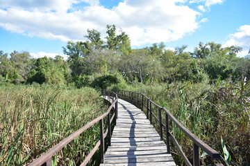 Fototapeta na wymiar wooden bridge in the forest