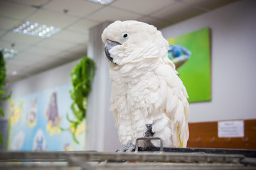 White parrot
