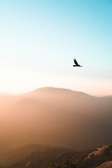 Fototapeta na wymiar Raven flying over mountains at sunset 