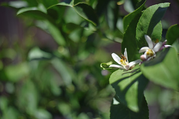 Citrus Blooming