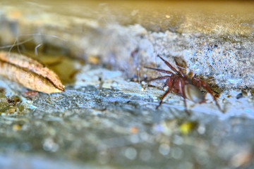 spider under the carpet macro