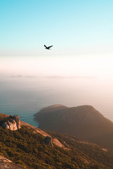 Raven flying over hills and ocean at sunset