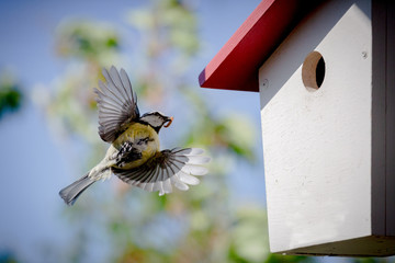 Blaumeise fliegt auf den nistkasten zu