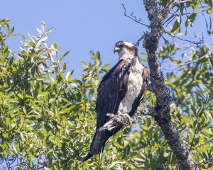 Osprey sitting in a tree on a clear sunny North Carolina day