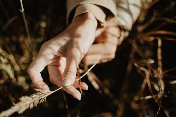 female hands hold a ripened spike