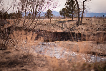 dead tree in the desert