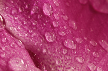 water drops on pink petal