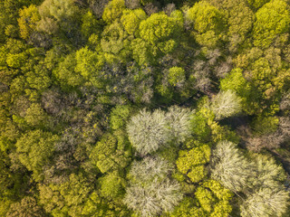 Aerial drone view. Deciduous forest in spring on a sunny day.