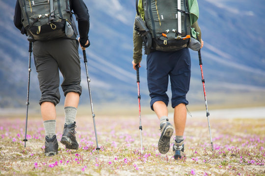 Rear view of two backpackers hiking through wildflower meadow.
