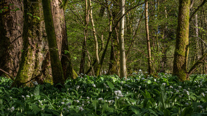 Fototapeta premium Wild Garlic Flowers on The Forest floor in Scotland