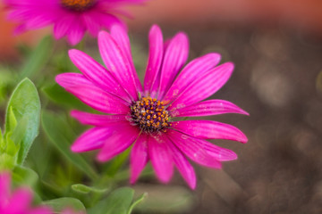 Obraz premium flor fucsia