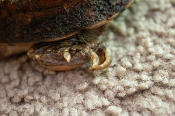 close up of box turtles foot