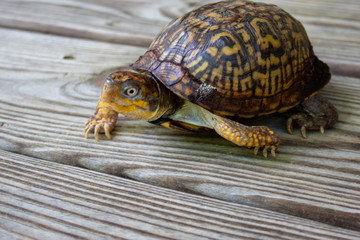 Yellow eyed box turtle