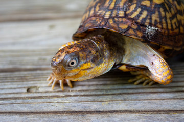 red eared slider turtle