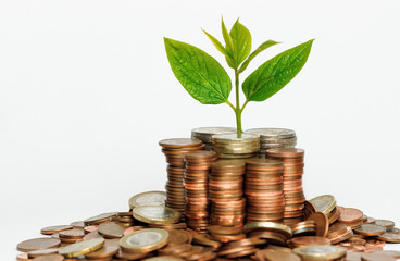 Euro coins stack with white background. Investing and financial concept. Growing concept.