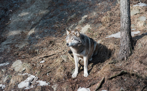 wild wolf sat on a rock