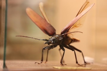 insecte