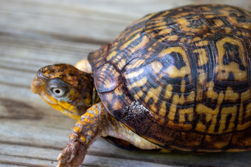close up of a turtle