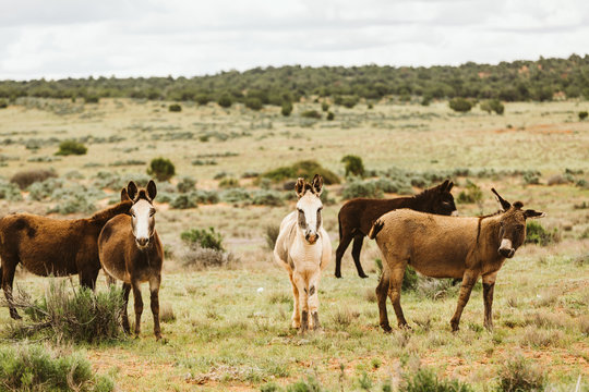 Sinbad herd of wild burros at the San Rafael Swell in the Utah desert