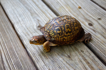 Box turtle on a wooden deck