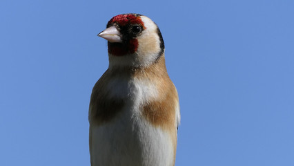 Goldfinch feeding from Feeder with blue background