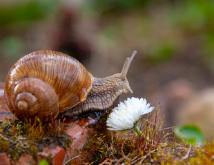 A garden snail sits on a rock next to a white Daisy.