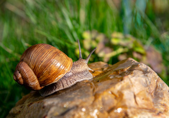 Grape snail on a stone on a blurred background, illuminated by the sun.