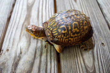 box turtle on an adventure
