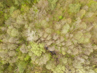 Coniferous forest in the spring. Aerial drone view.