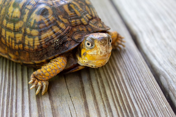box turtle on the ground