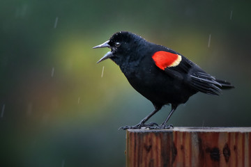 Red Winged Blackbird with Beak Open, Standing on Wood Post in the Rain