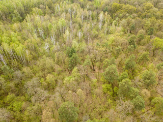 Fototapeta na wymiar Coniferous forest in the spring. Aerial drone view.