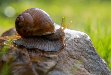 Grape snail on a stone on a blurred background, illuminated by the sun.
