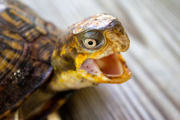Close up of a box turtle with it's mouth open